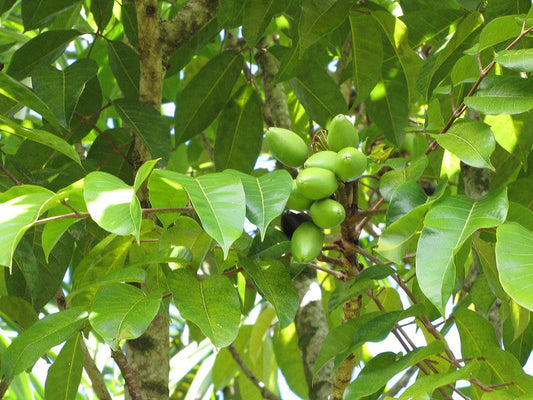 Pili Nut on a tree