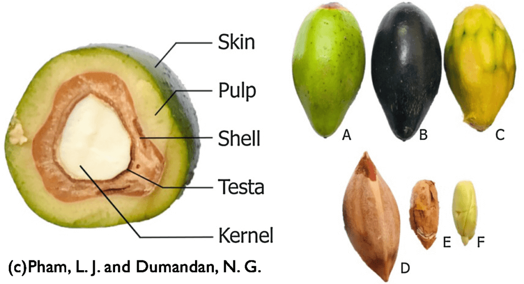 Anatomical diagram of a seed with labeled parts and images of different seeds.